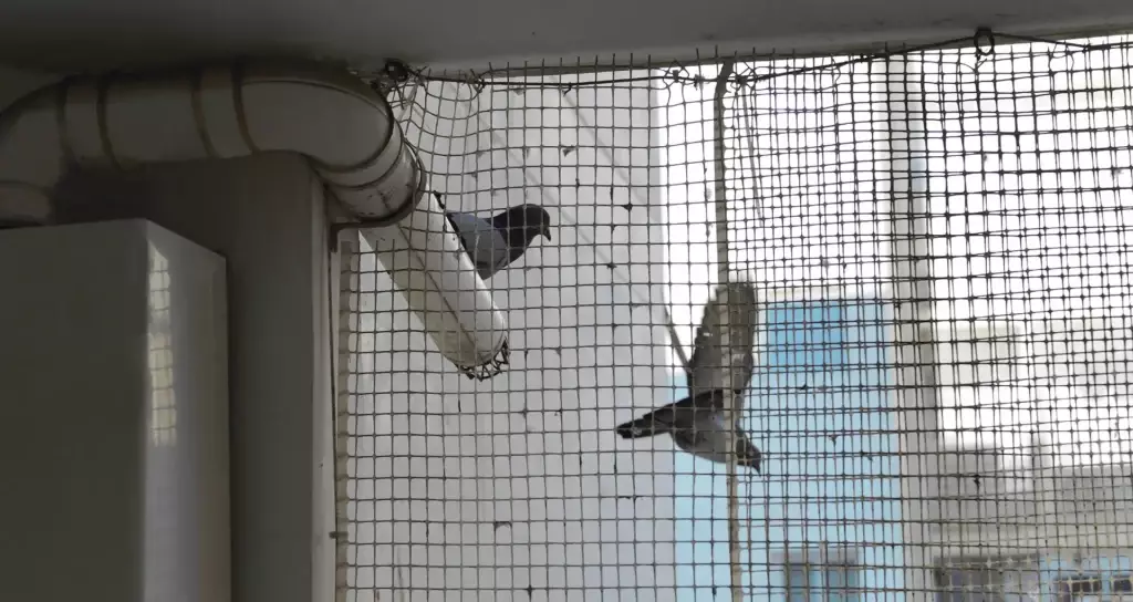 How Pigeon Safety Nets Can Help You Maintain a Clean and Hygienic Home