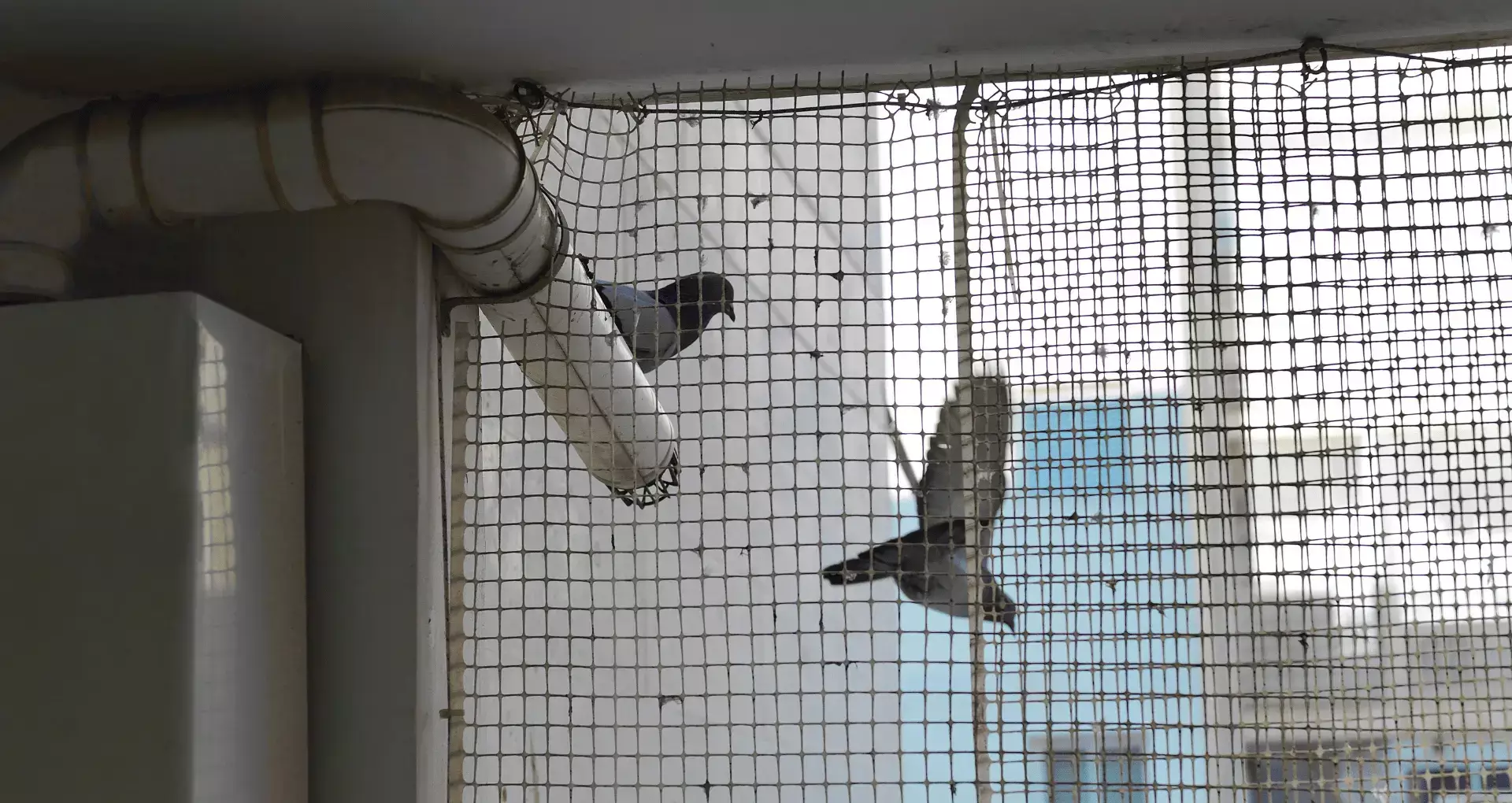 Pigeon Safety Nets In Bangalore